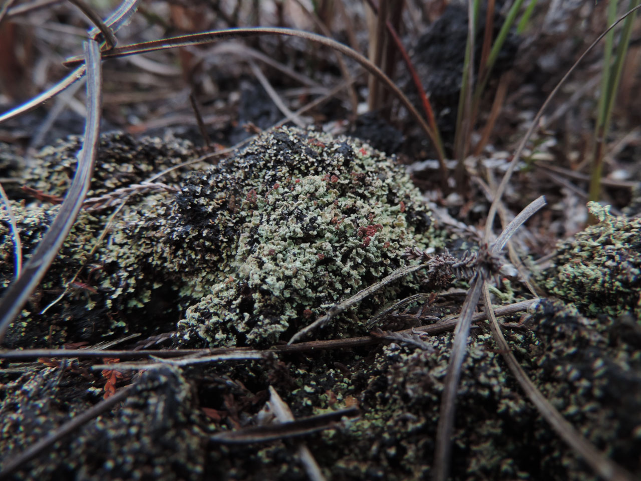 Cladonia incrassata habitat, base of peat cutting, raised bog