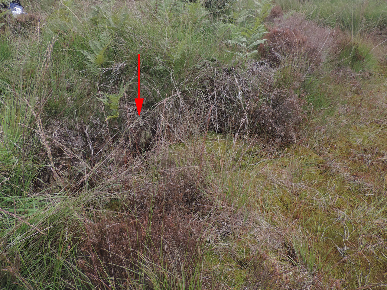 Cladonia incrassata habitat, side of peat cutting, raised bog
