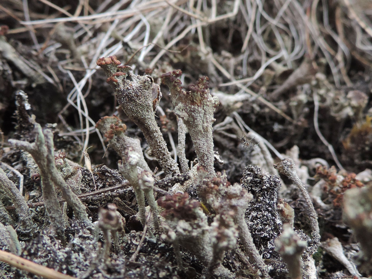 Cladonia grayi s. str., Fenns & Whixhall Mosses NNR, Denbighshire