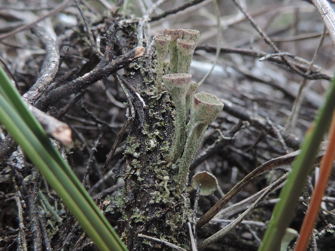 Cladonia cryptochlorophaea, Fenns & Whixhall Mosses, Shropshire