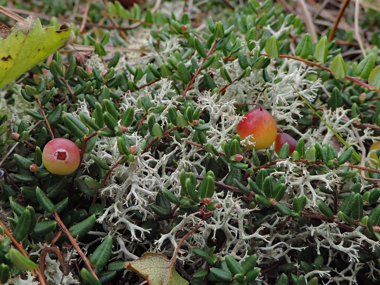 Cladonia portentosa, Fenns Moss, Denbighshire
