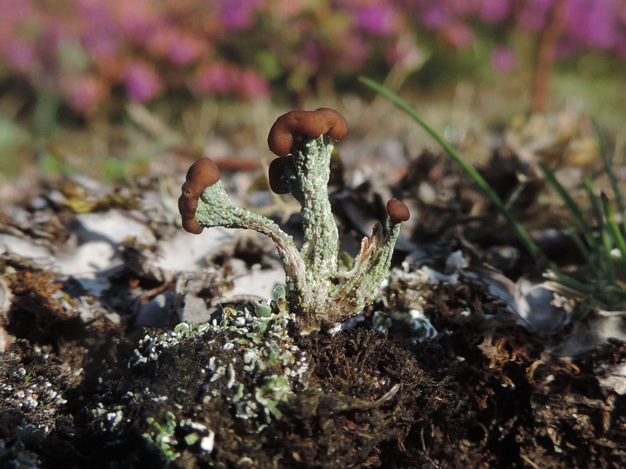 Cladonia cariosa, Prees Heath, Shropshire
