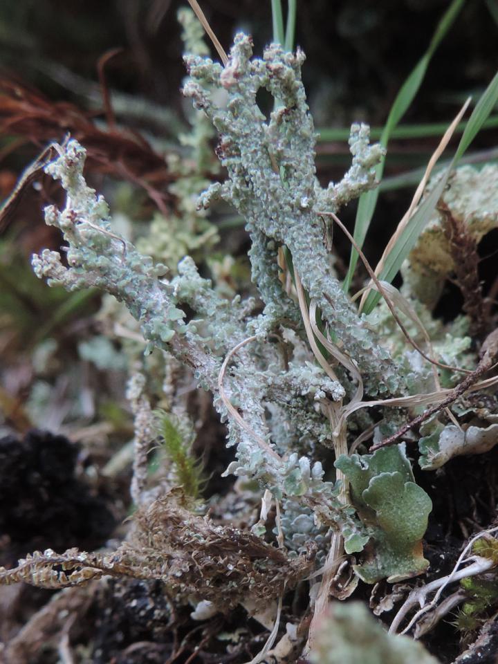 Cladonia macrophylla, Seana Bhraigh, Alladale