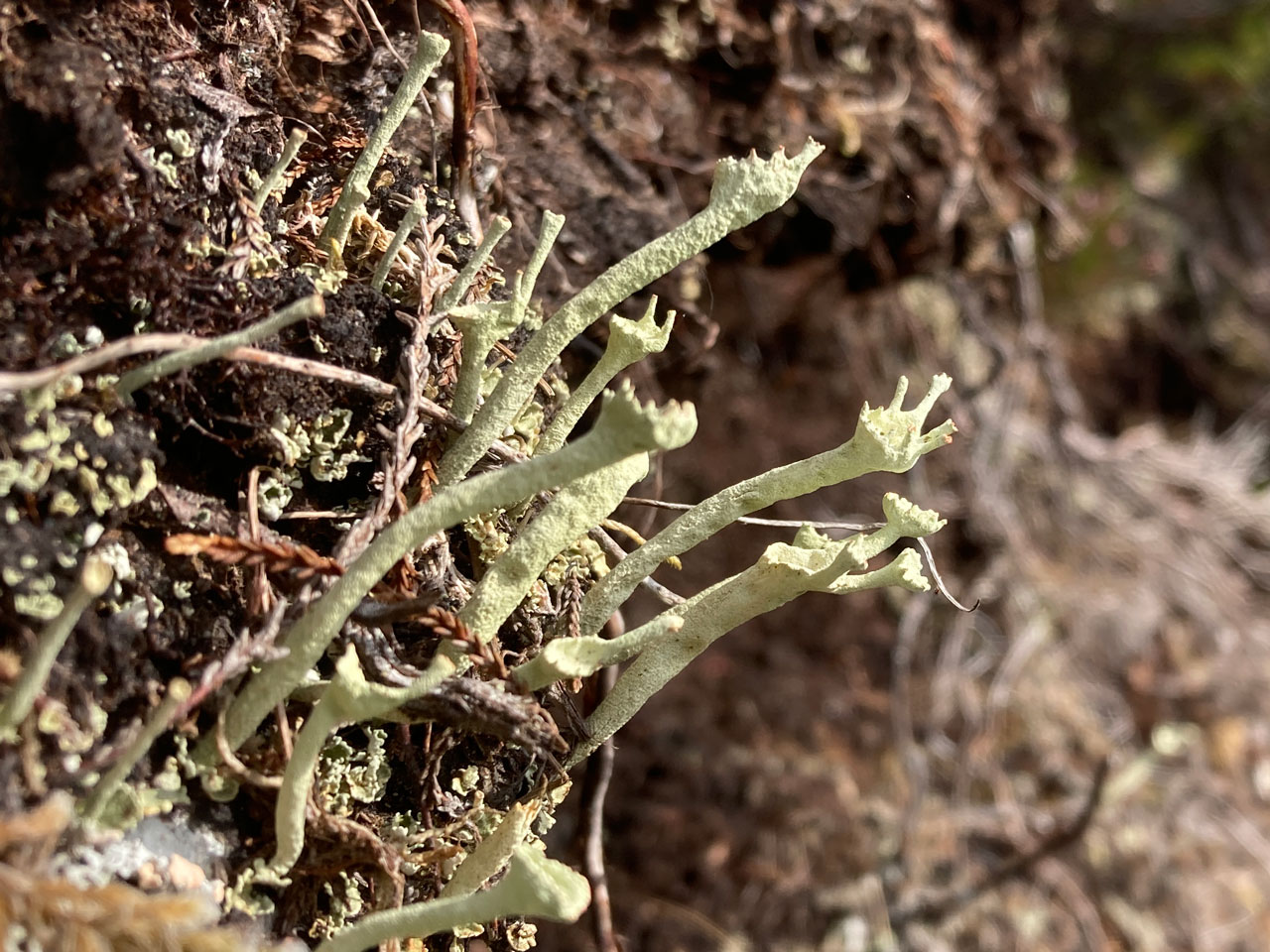 Cladonia sulphurina, Beinn Dearg, East Ross