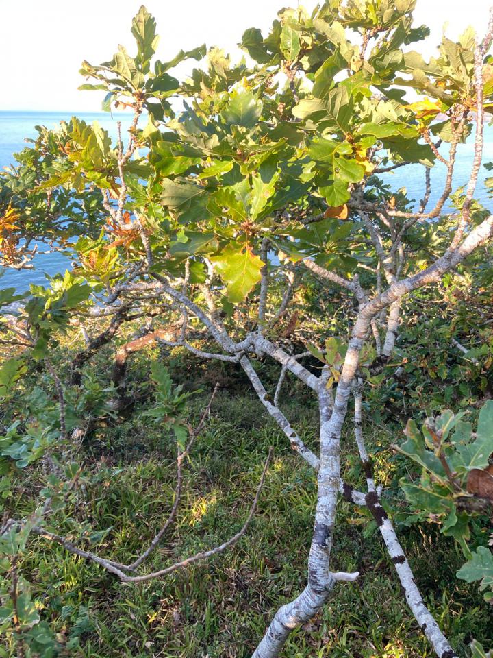 Arthonia anglica, habitat Oak branch, Dizzard