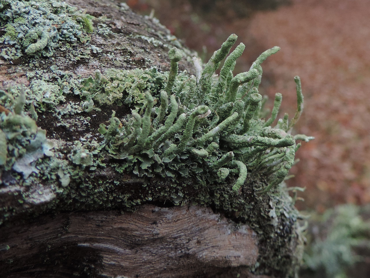 Cladonia coniocraea, New Forest