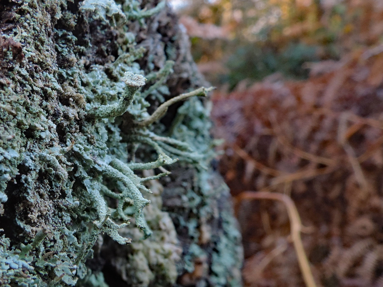 Cladonia polydactyla, with cups, New Forest