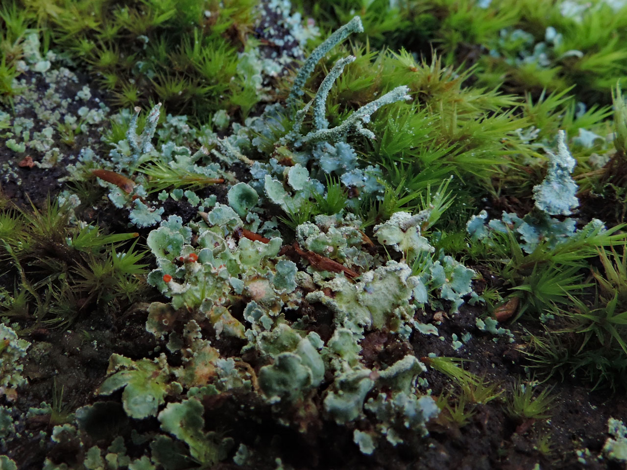 Cladonia digitata, wet, New Forest