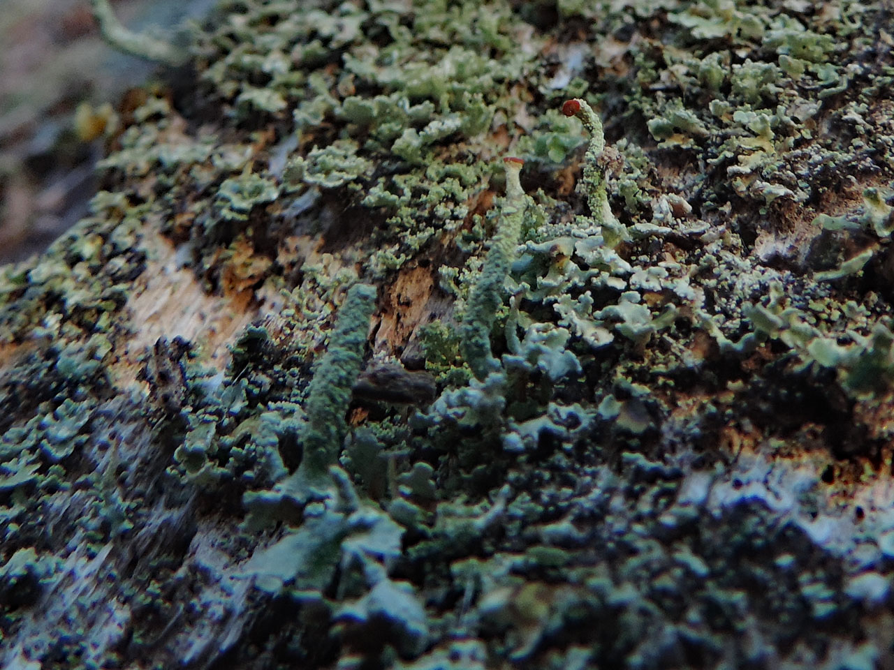Cladonia polydactyla, without cups, New Forest
