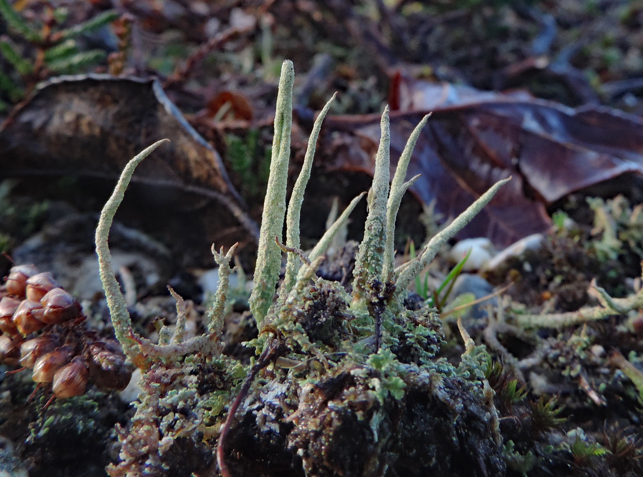 Cladonia glauca, with grove, New Forest