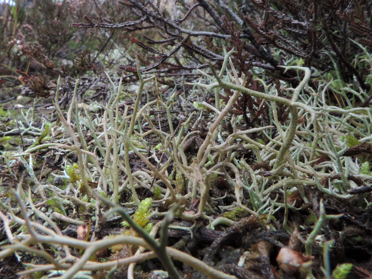 Cladonia furcata subsp. furcata, Holmsley, New Forest