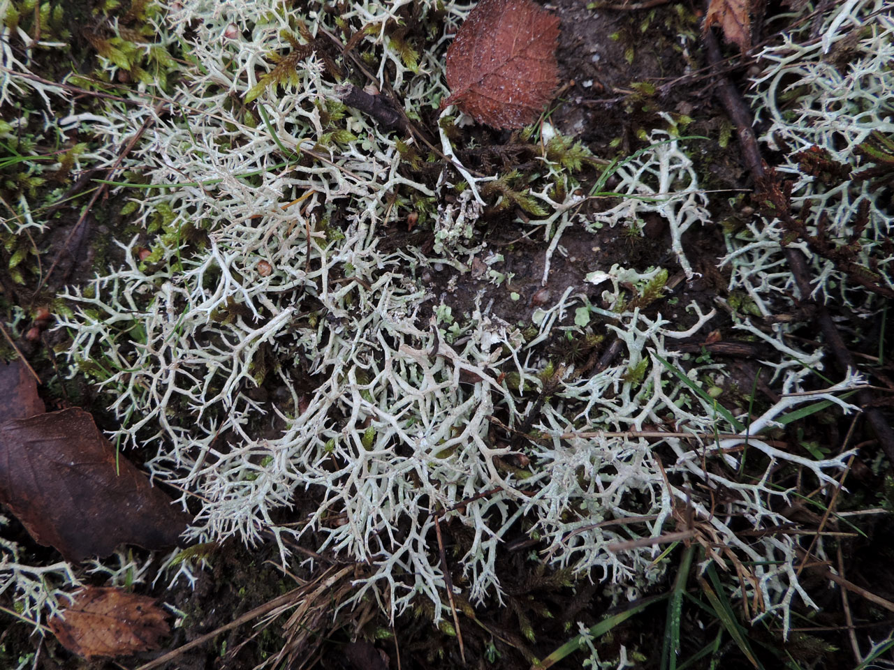 Cladonia rangiformis, Holmsley, New Forest