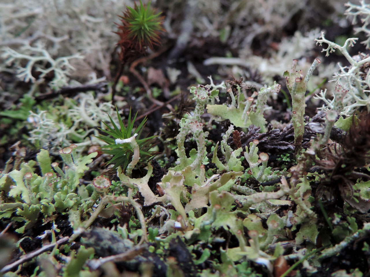 Cladonia foliacea, wet, New Forest