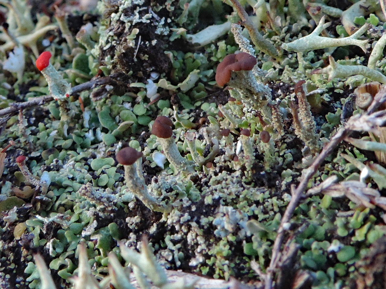 Cladonia ramulosa, White Moor, Lyndhurst, New Forest