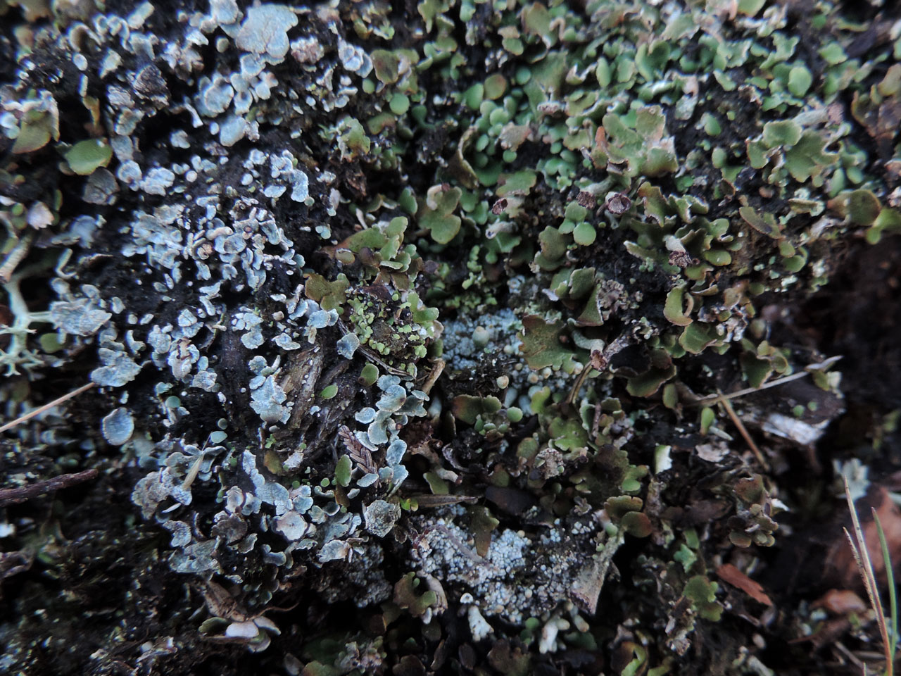 Cladonia subcervicornis & Cladonia firma, White Moor, New Forest 