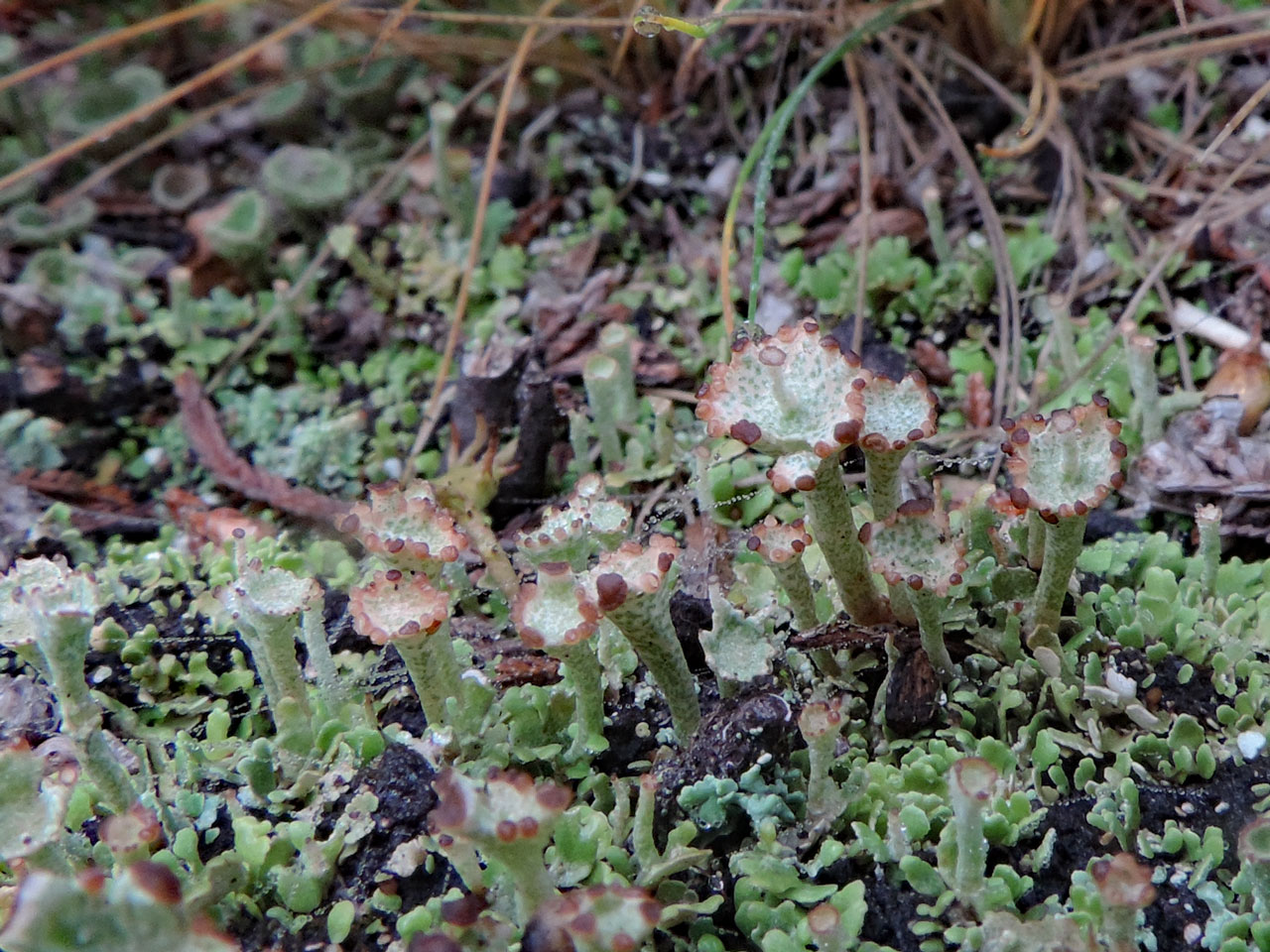 Cladonia cervicornis, Ashley Cross, New Forest