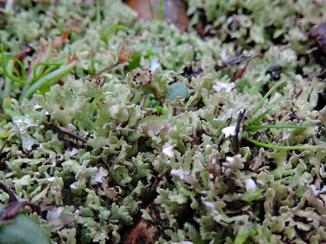 Cladonia foliacea m. angustiloba, wet, Browndown, Hampshire 