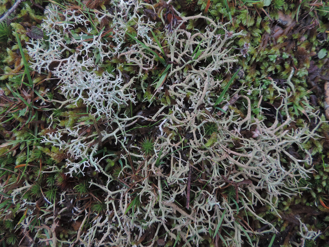 Cladonia furcata subsp. furcata & Cladonia rangiformis, Browndown, Hampshire