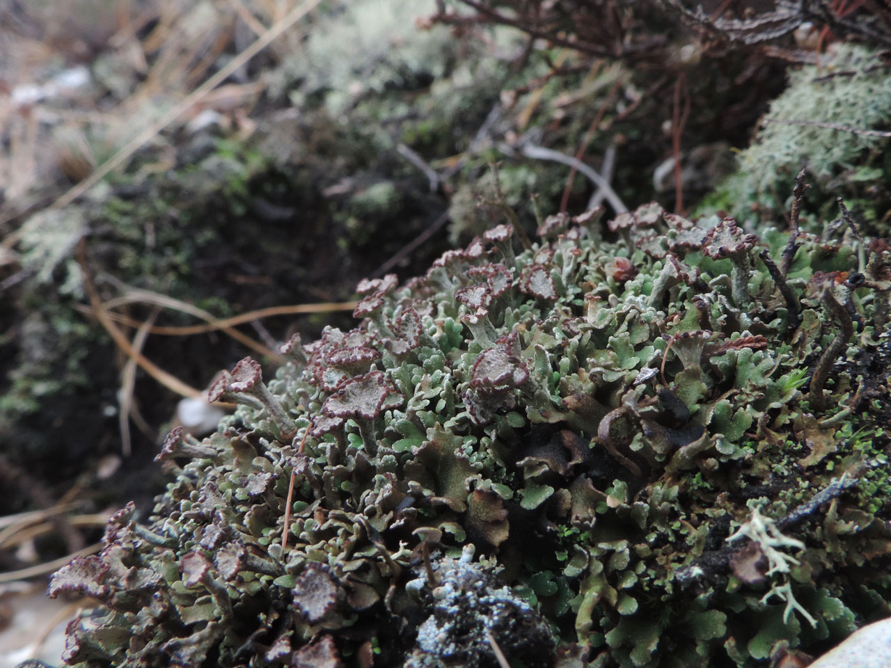 Cladonia firma, podetia, Great Witch,New Forest