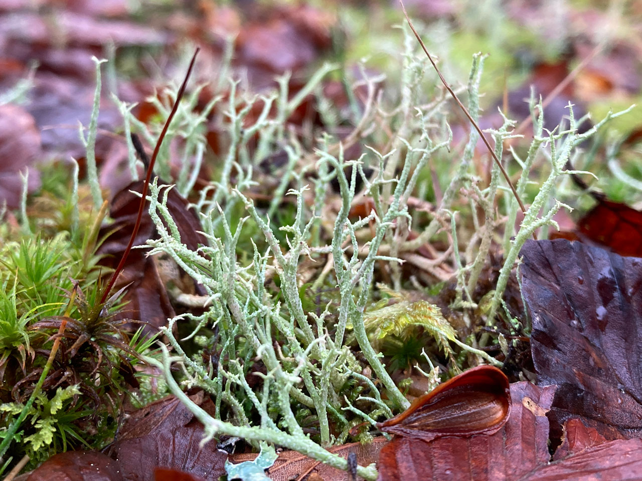 Cladonia scabriuscula, Bramshaw Wood, New Forest
