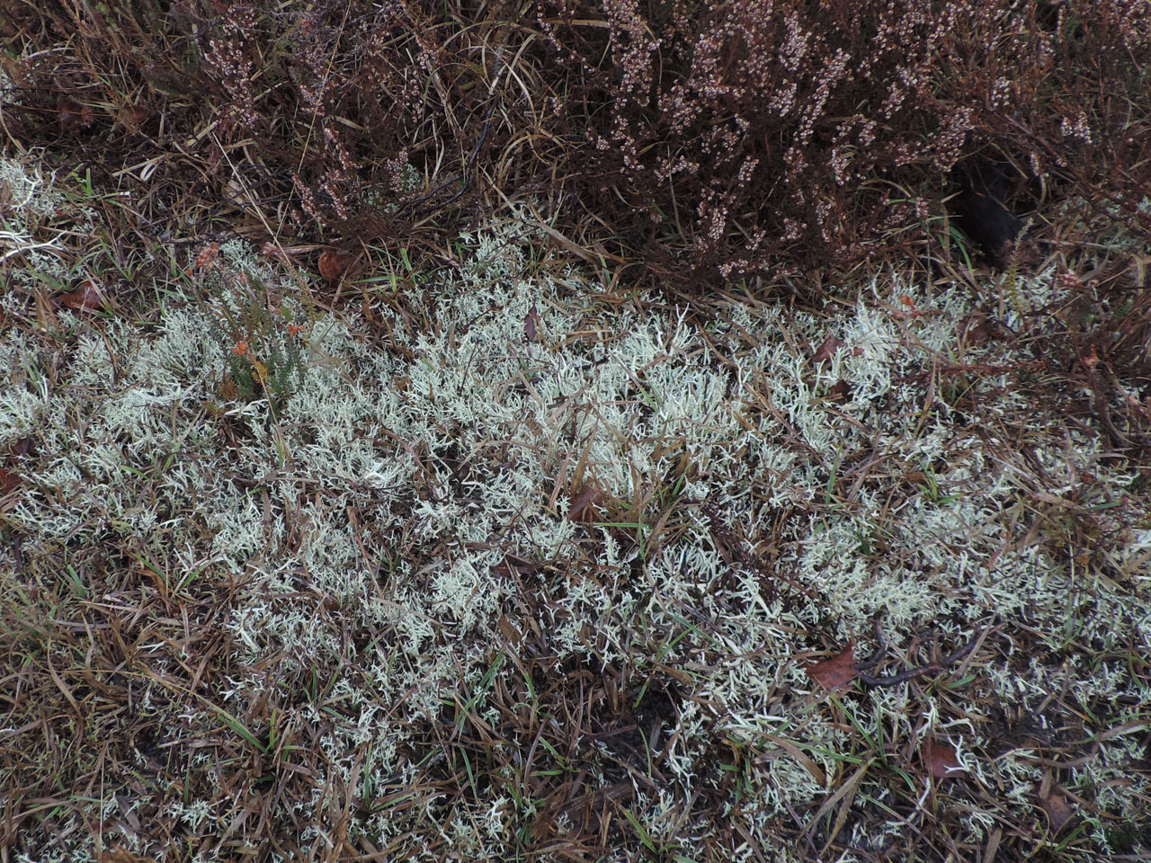 Cladonia zopfii, The Weir, New Forest