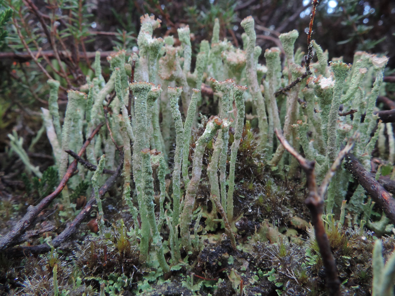 Cladonia ochrochlora, New Forest