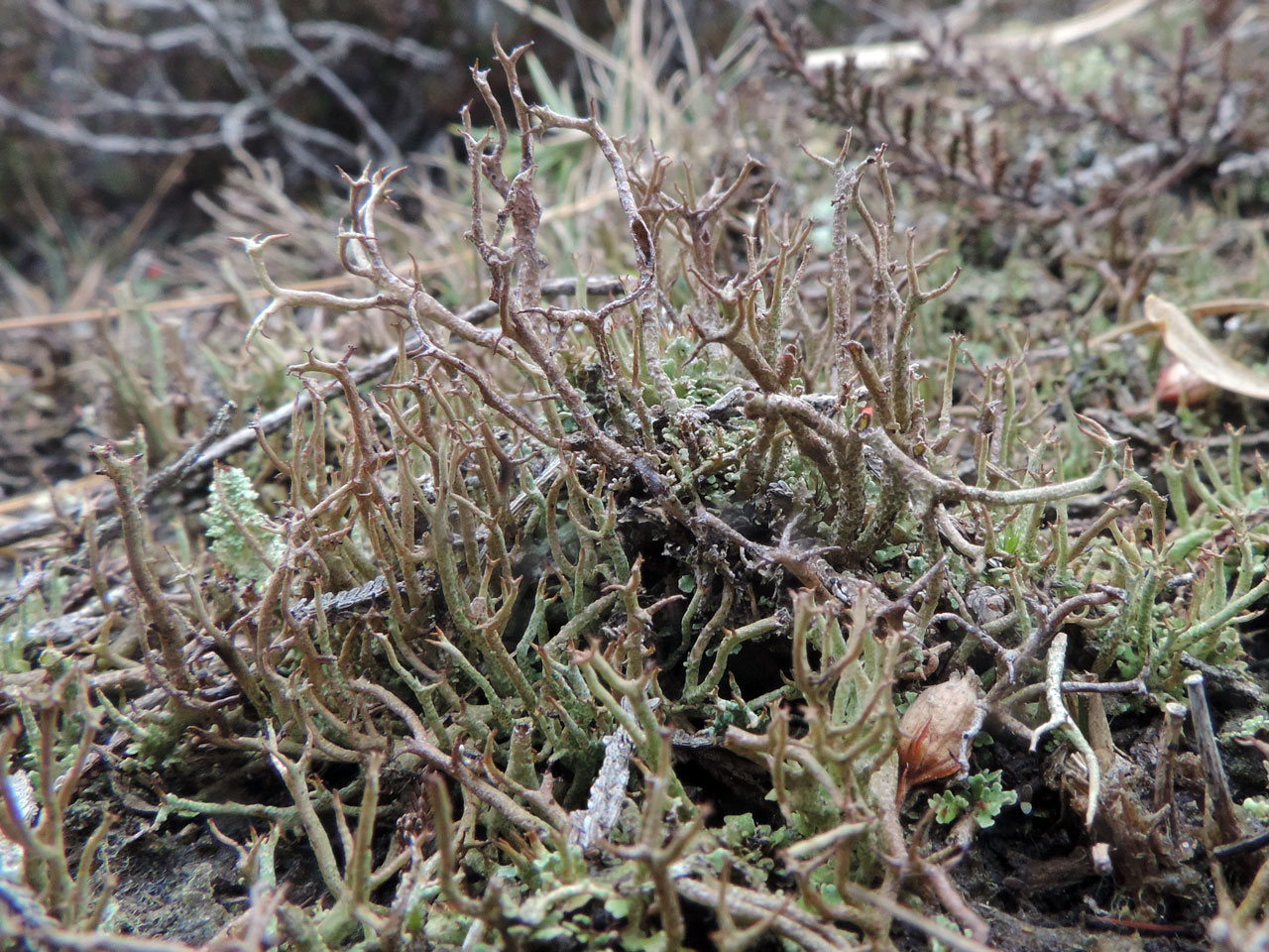 Cladonia crispata var. cetrariiformis, New Forest