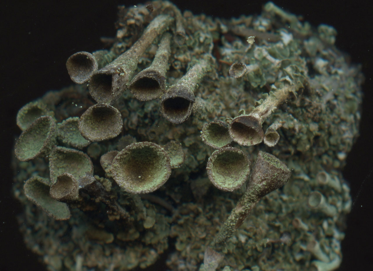 Cladonia merochlorophaea, New Forest