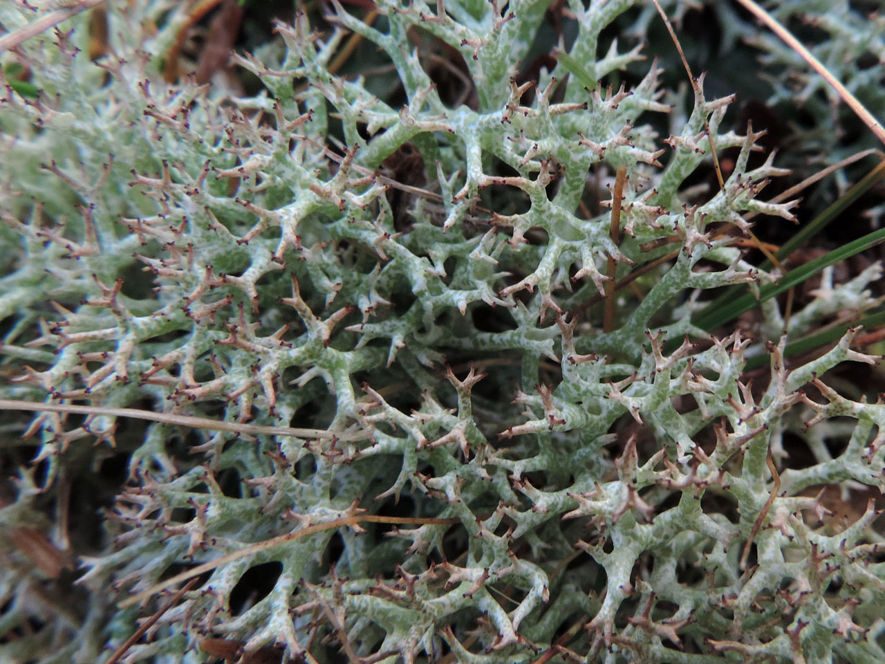 Cladonia rangiformis, Beaulieu Heath, New Forest