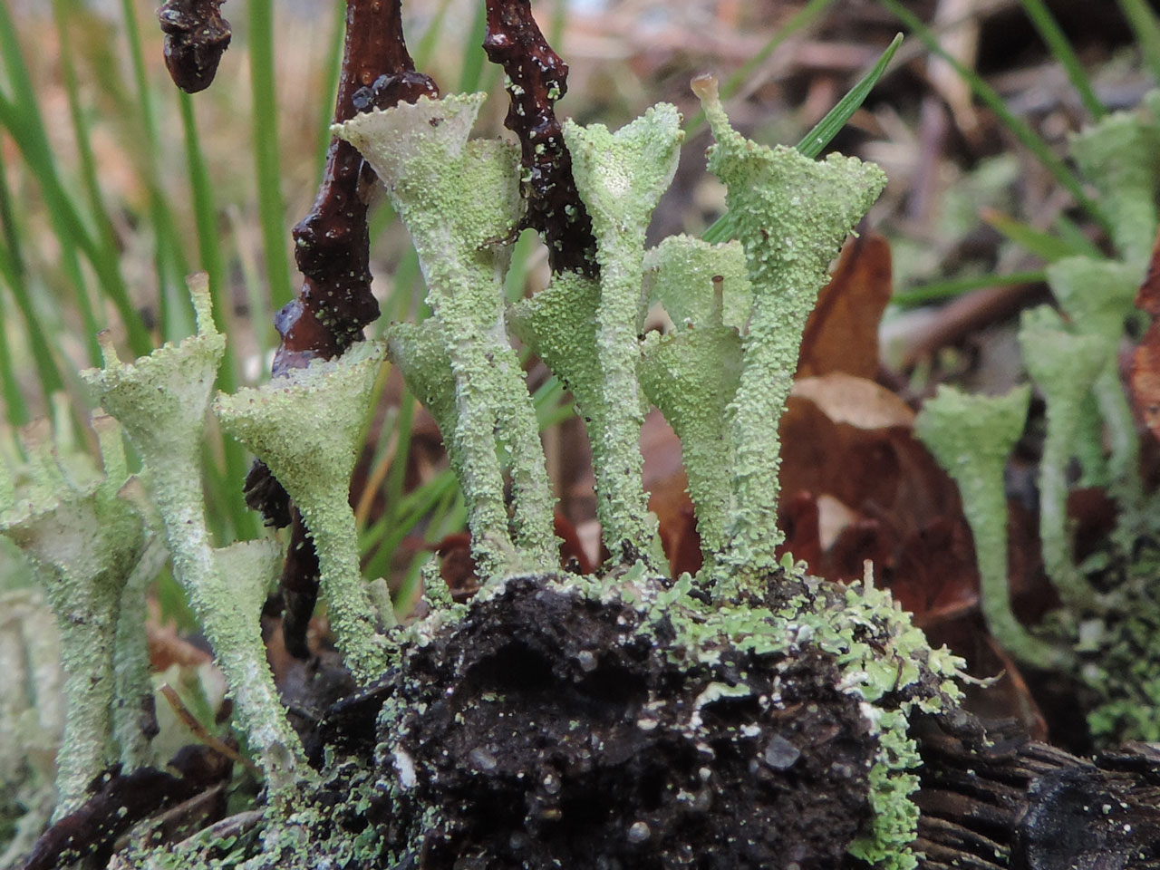 Cladonia chlorophaea s. str., New Forest