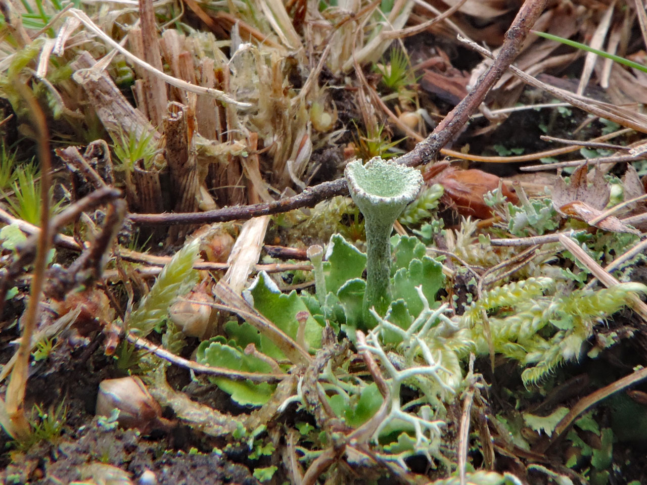 Cladonia humilis, Kings Garden, New Forest