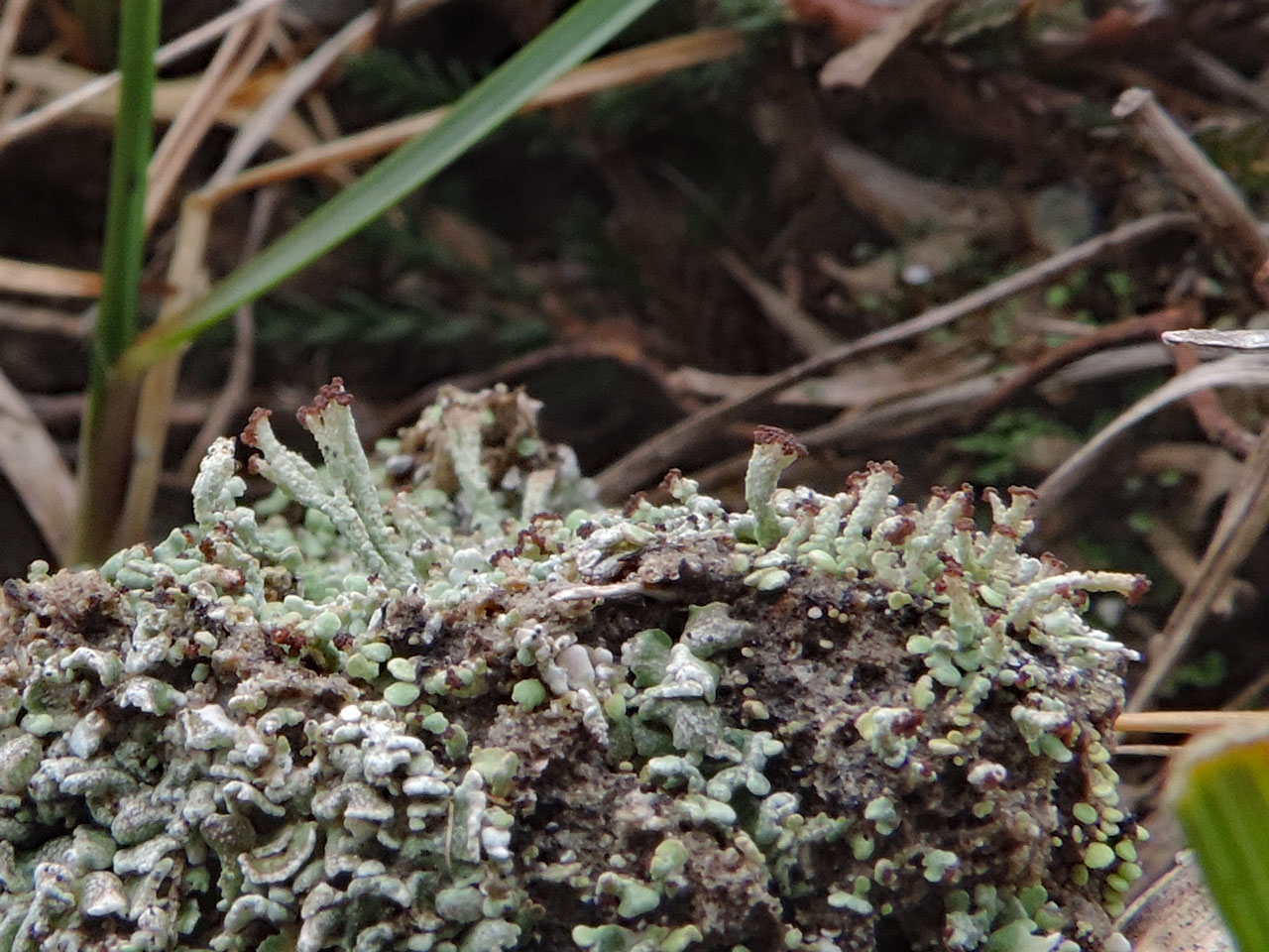 Cladonia peziziformis, King's Garden, New Forest 