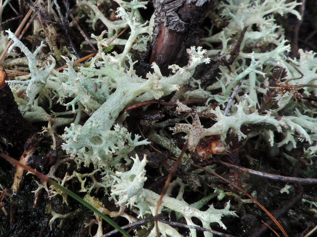 Cladonia portentosa, Gasson Moss, Cumbria