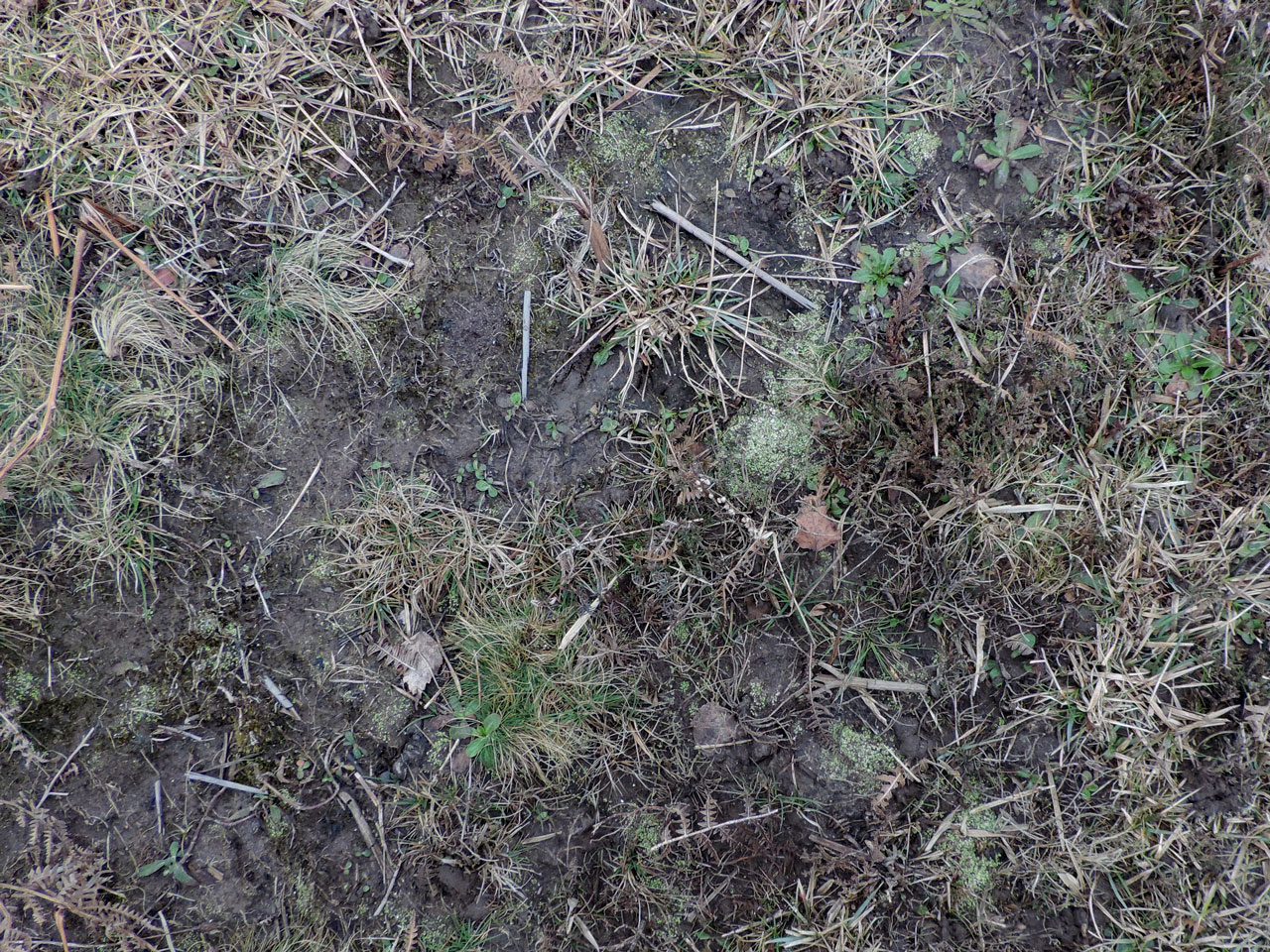Cladonia peziziformis, Matley Wood, New Forest