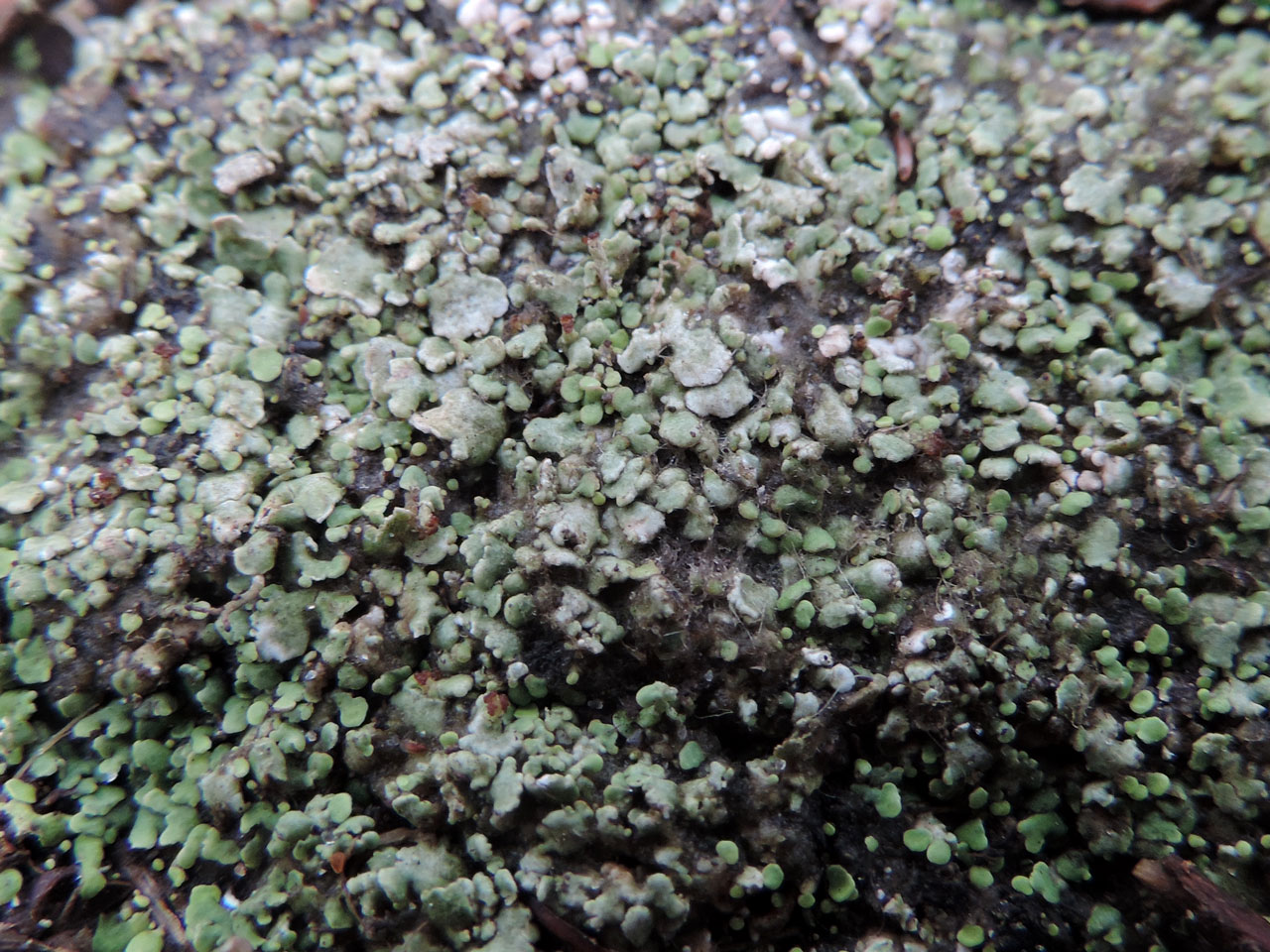 Cladonia peziziformis, Matley Wood, New Forest