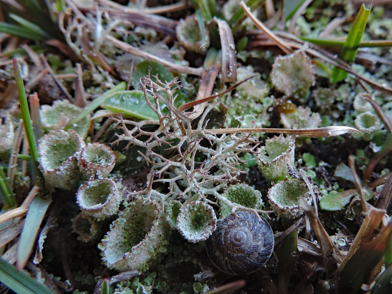 Cladonia humilis schizidiate form, Broom Hill, New Forest