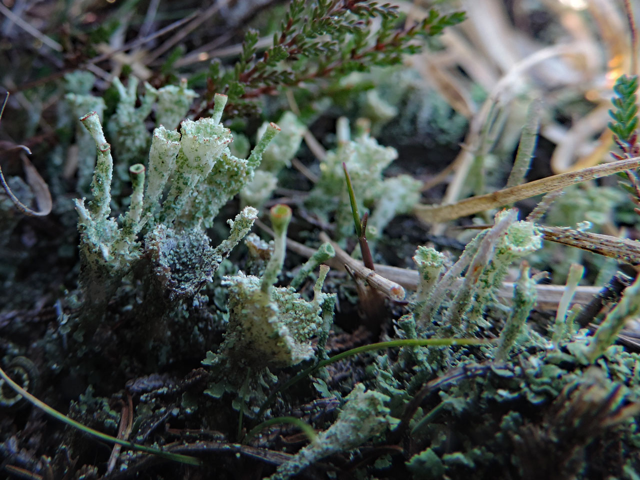 Cladonia diversa, New Forest