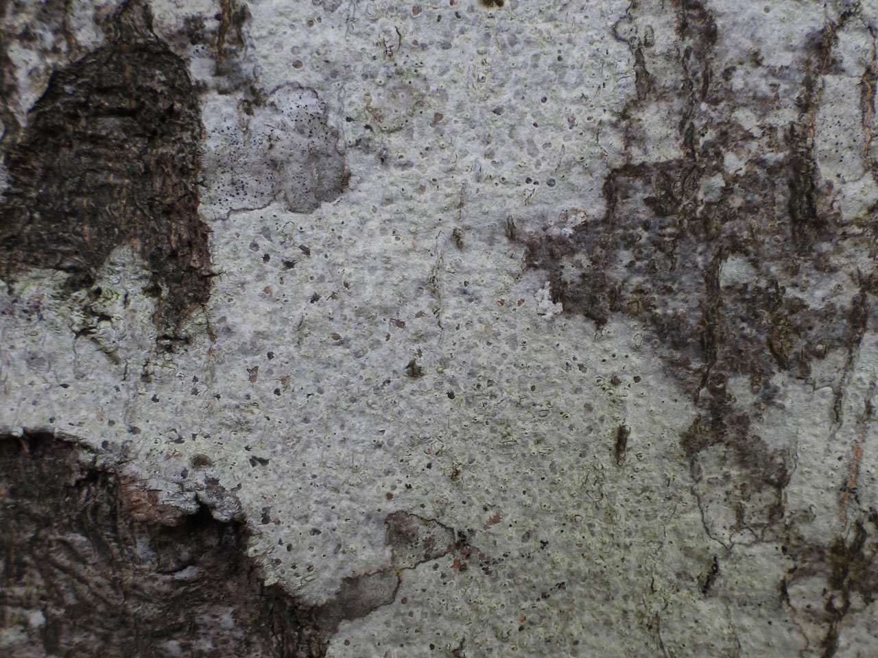 Pertusaria pustulata, thallus, New Forest