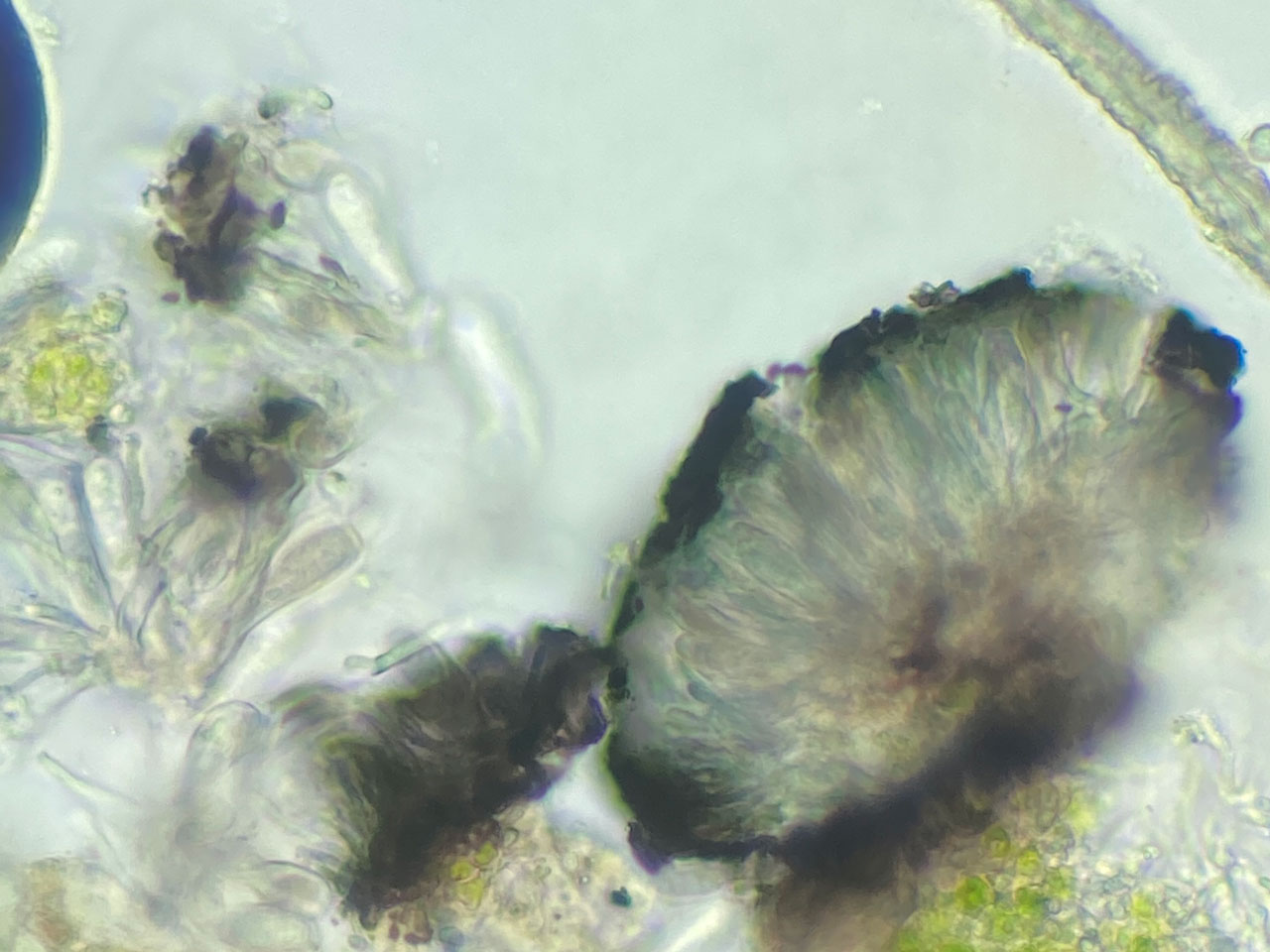 Abrothallus cladoniae, Cladonia norvegica, Ceunant Llennyrch, Meirionnydd