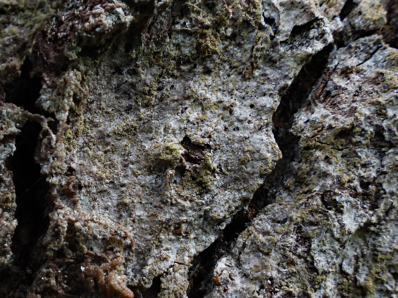 Opegrapha fumosa, Ceunant Llennyrch, Meirionnydd