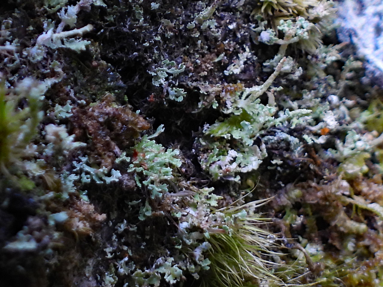 Cladonia norvegica, Ceunant Llennyrch, Meirionnydd 