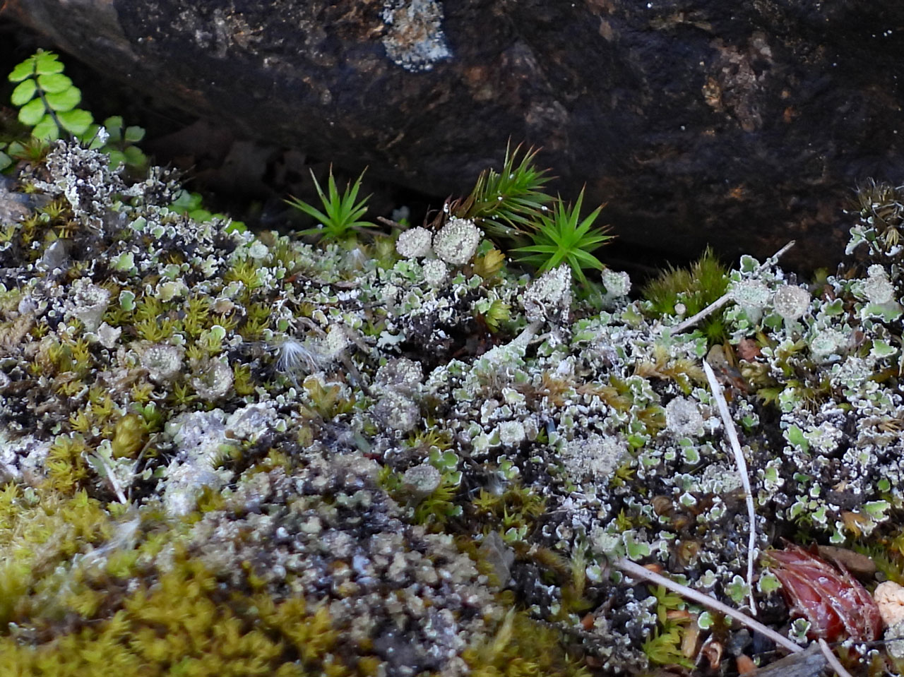 Cladonia pyxidata, Pont Felinrhyd-fwr, Maentwrog, Meirionnydd