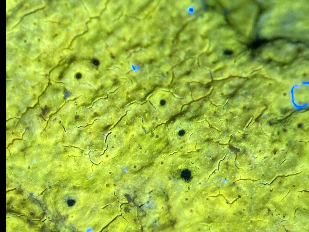 Pyrenula dermatodes UV+ bright yellow