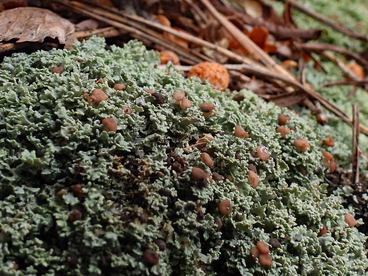 Cladonia caespiticia, Stag Park, New Forest