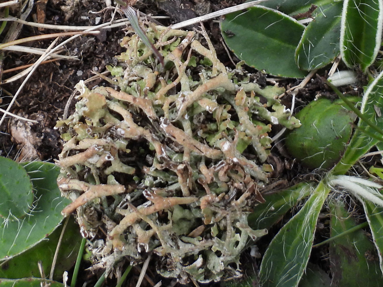 Cladonia furcata subsp. subrangiformis, Little Cockley Pain, New Forest