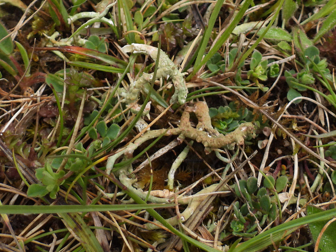 Cladonia furcata subsp. subrangiformis, Goodwood, Sussex