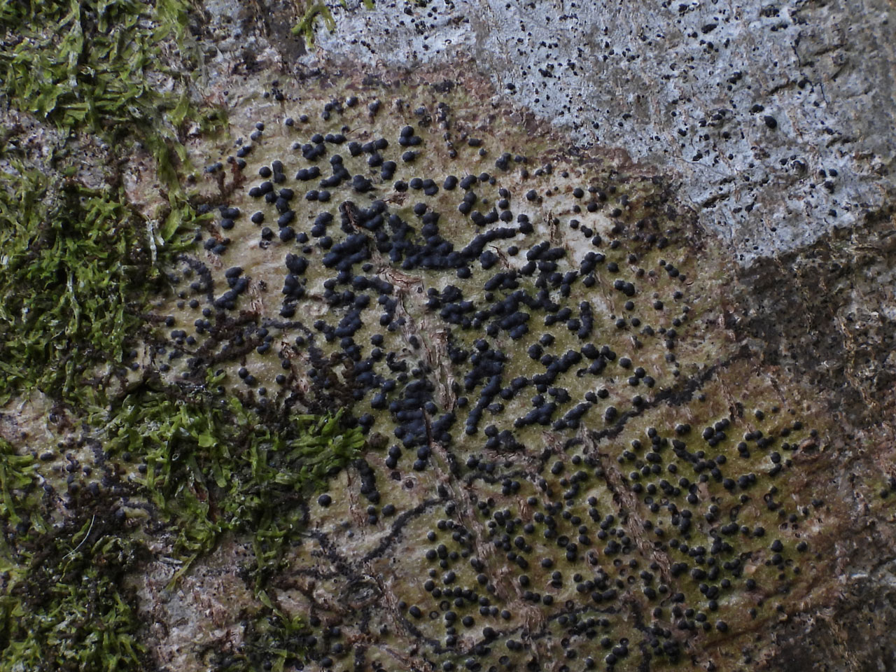 Pyrenula macrospora, on Sycamore, Millook, Cornwal