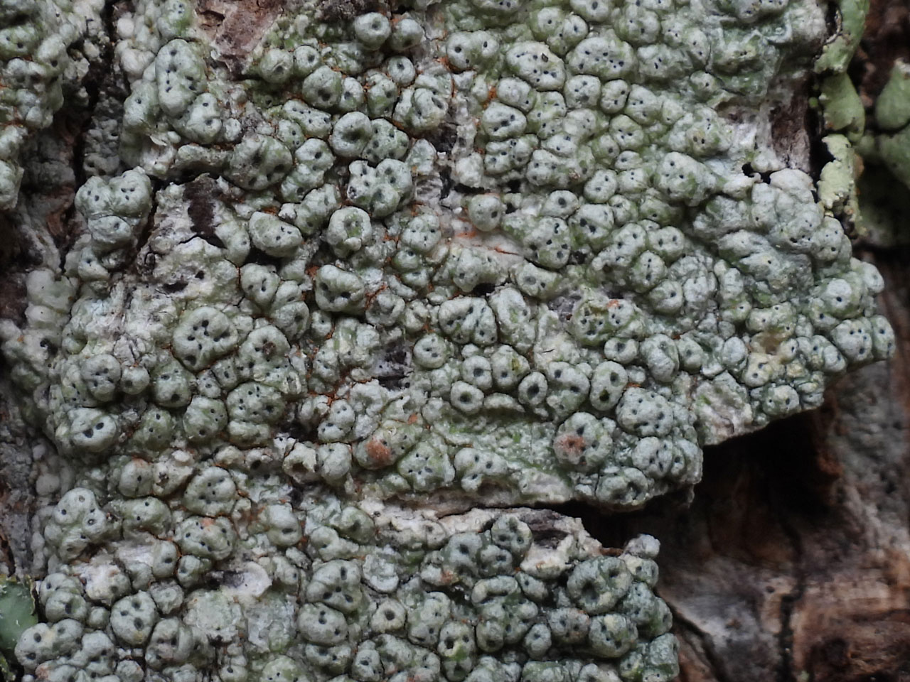 Pertusaria pertusa, Lime, Matley Wood, New Forest