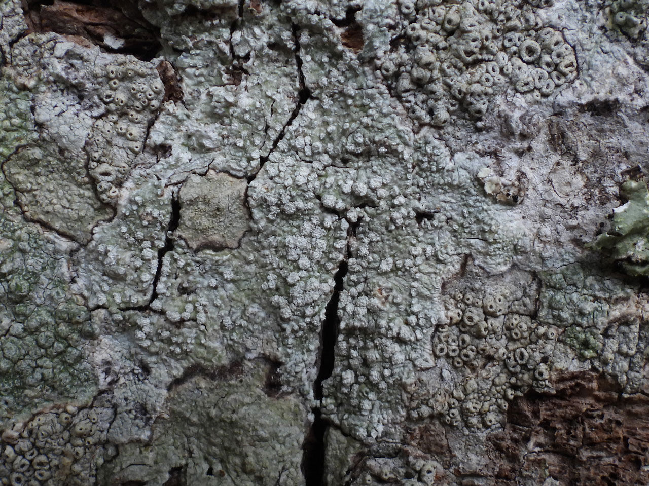 Lepra amara, Lime, Matley Wood, New Forest