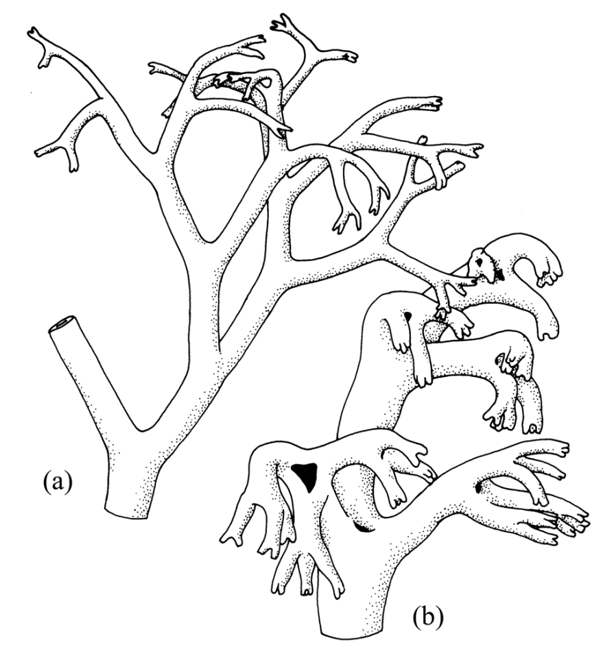 Cladonia branching types